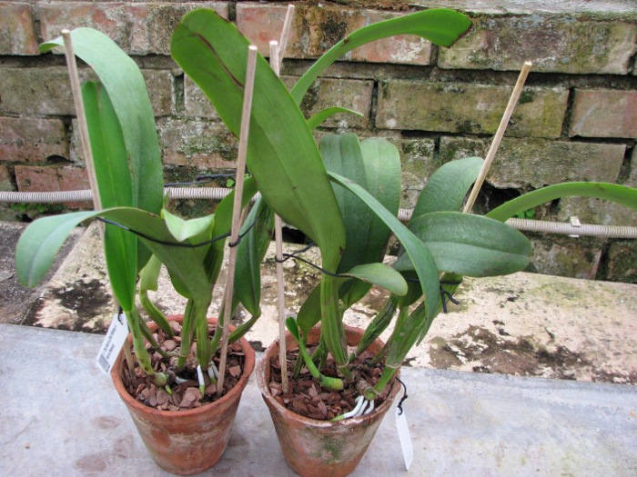 Cattleya Old Sierra (Old Whitey x Sierra Blanca).JPG