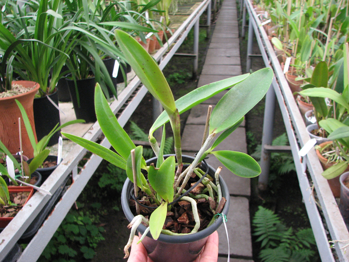 Cattleya Hsinying Cognac 'Thai Spots'.jpg