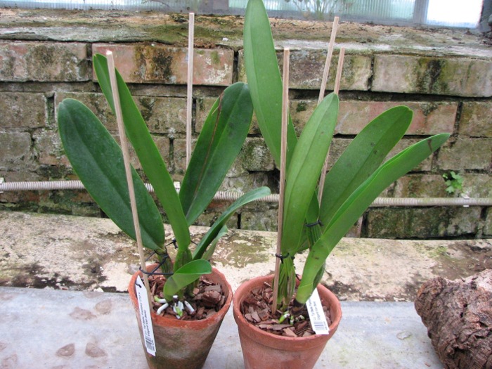 Laeliocattleya Tyl Belle 'Fantasy' (Tyl x Edgard Van Bele).JPG