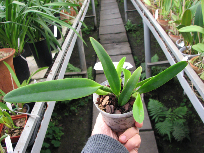 Cattleya maxima semi-alba 'La Pedrena' x self.jpg