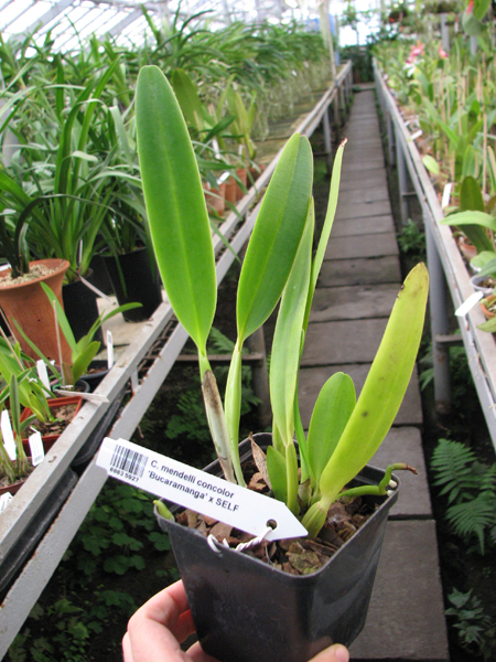 Cattleya mendelli concolor 'Bucaramanga' x SELF.jpg