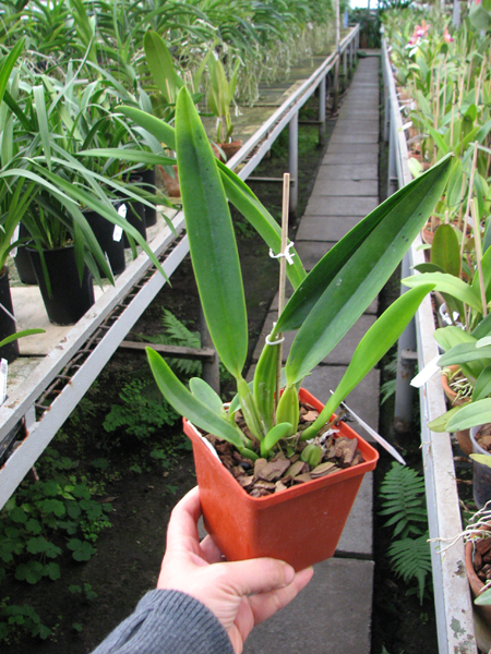 Cattleya labiata coerulescens 'Da Norma Dreher' x self.jpg