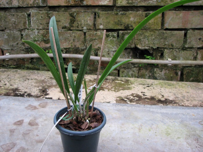 Brassocattleya Binosa 'Kirk'.JPG