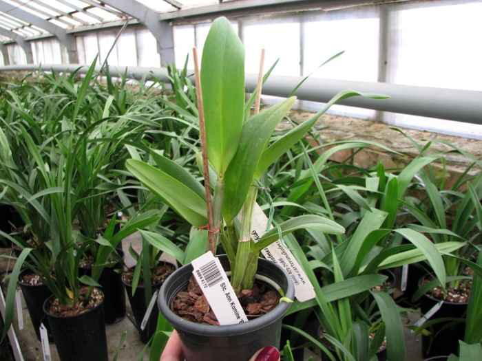 Sophrolaeliocattleya Ann Komine 'Breathless'.JPG