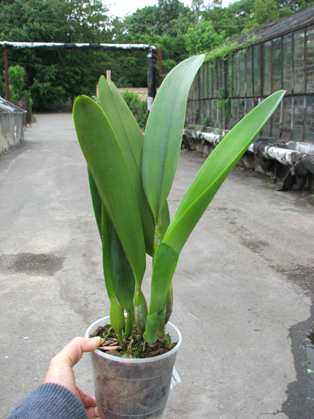 Laeliocattleya C G Roebling 'Blue Indigo' (Cattleya gaskelliana x Laelia purpurata).jpg