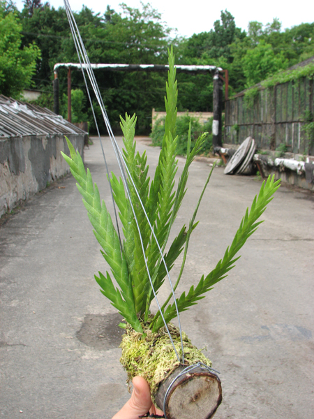 Lockhartia oerstedii.jpg