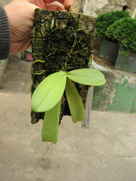 Phalaenopsis bellina x cornu cervi thalebanii 'Dark Red'.jpg