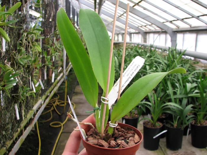 Brassolaeliocattleya Dickie Brooks 'Cole #6' x Brassolaeliocattleya Chia Lin 'Shinsu #1'.JPG