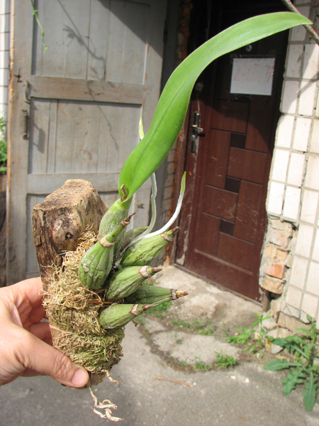 Laelia majale.jpg