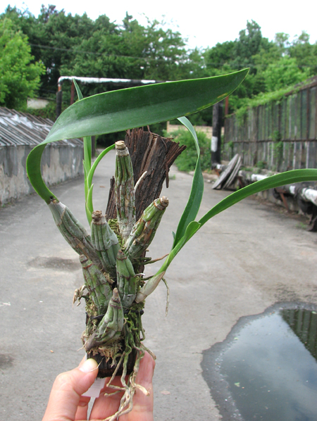 Laelia albida.jpg