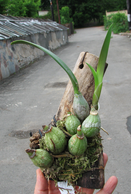 Laelia majale.jpg