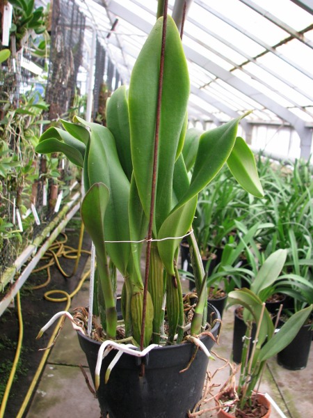 Brassolaeliocattleya King of Taiwan 'Ta-Hsin' (Bryce Canyon x Purple Ruby) .JPG