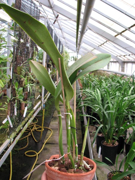 Brassolaeliocattleya Taiwan Queen 'Golden Monkey'.JPG