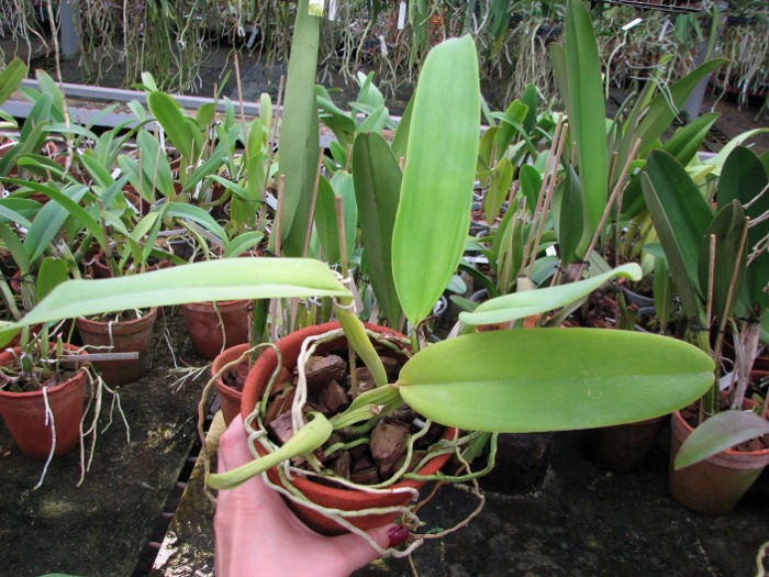 Cattleya warneri concolor 'HI' x Cattleya warneri venosa suave.JPG