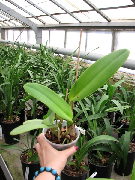 Cattleya warneri concolor 'HI' x Cattleya warneri venosa suave.JPG