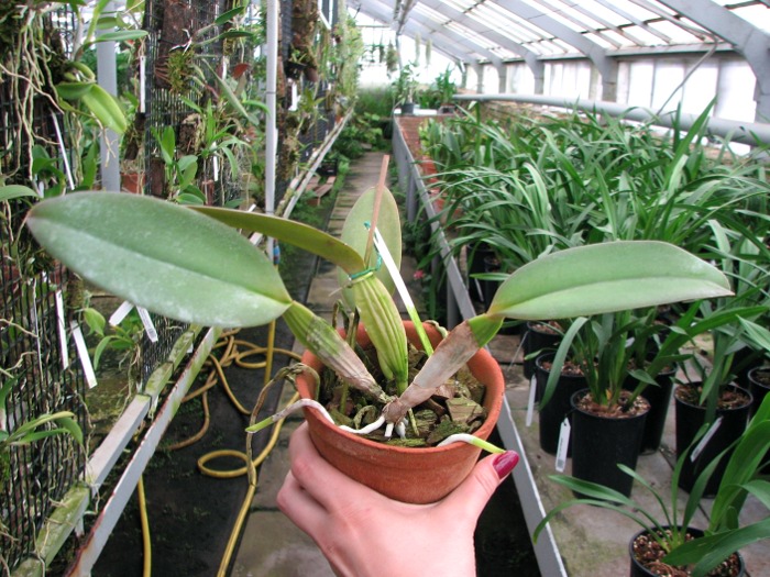Cattleya warneri integra escura 'AWZ' x Cattleya warneri flameada.JPG