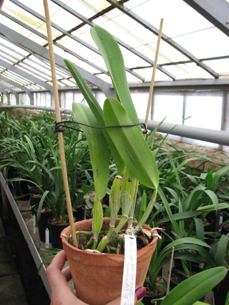Laeliocattleya Supersonic 'Striking Lip' (Lc. Little Oliver x L.purpurata).JPG