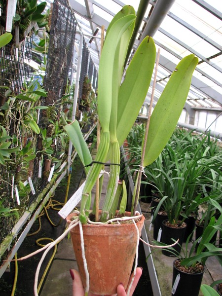 Brassolaeliocattleya Success Dream 'Miracles' (C. Horace x Rlc. Don De Michaels).JPG