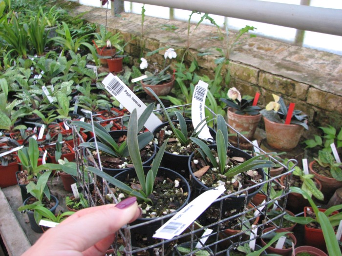 Paphiopedilum helenae.JPG