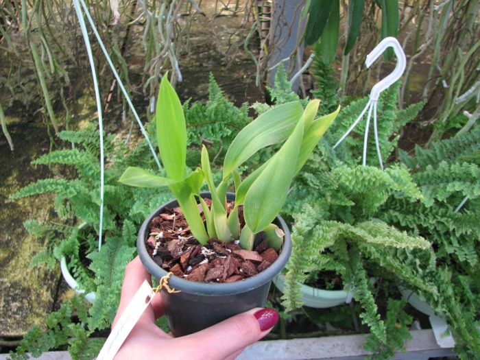Rhynchostele cordatum.JPG