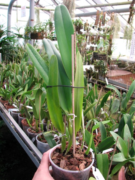 Laeliocattleya Canhamiana semi-alba.JPG