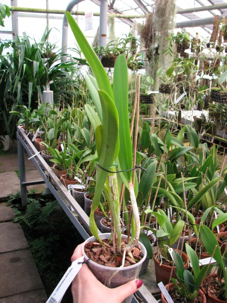 Laeliocattleya Canhamiana semi-alba.JPG
