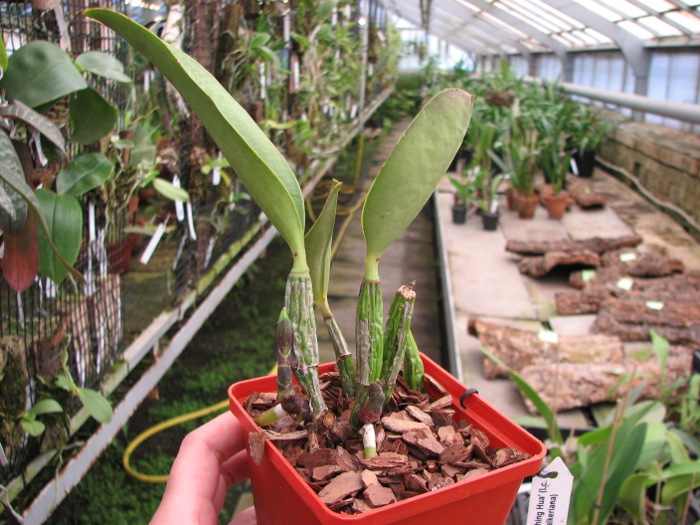 Laeliocattleya Aloha Case 'Ching Hua' (Lc. Mini Purple x C.walkeriana).JPG