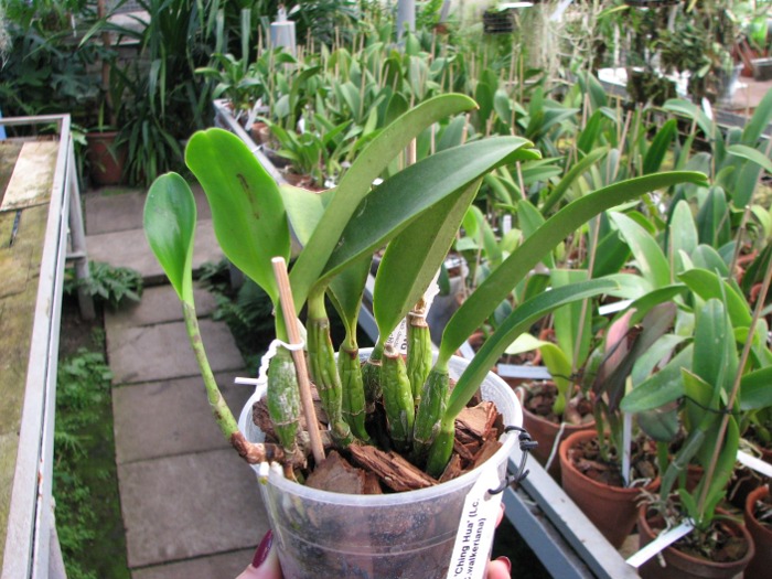 Laeliocattleya Aloha Case 'Ching Hua' (Lc. Mini Purple x C.walkeriana).JPG
