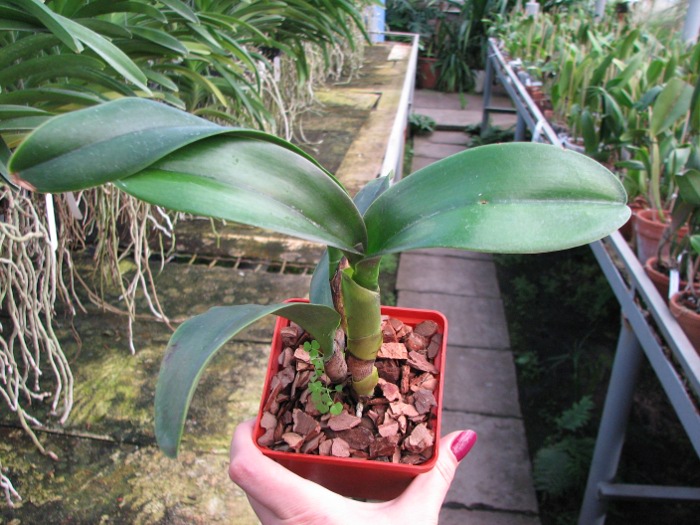 Brassolaeliocattleya Haadyai Delight 'Bangprom Gold' (Angkinantana x Destiny).JPG
