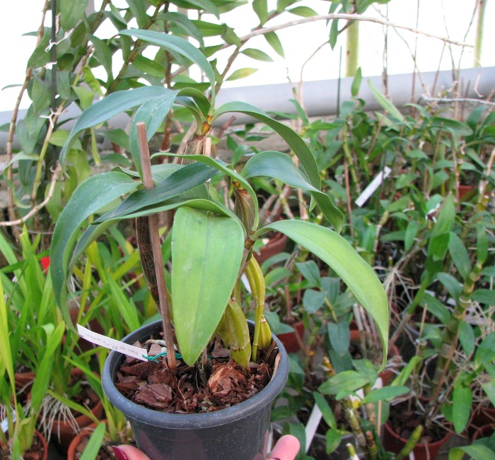 Dendrobium griffithianum.JPG