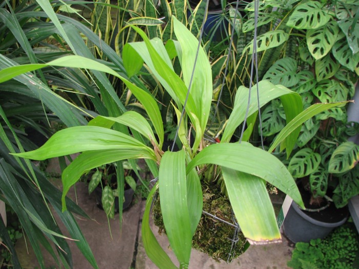 Coryanthes macrantha.JPG