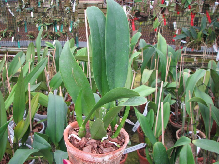 Laeliocattleya Antonetta Mahan 'S-10' (Lc. Marcia Foster x C. J A Carbone).JPG