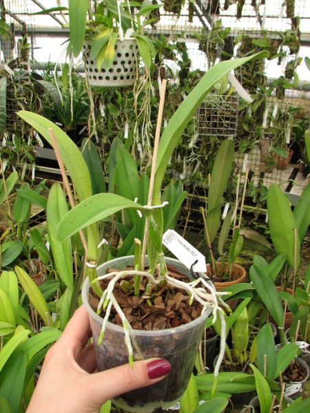 Cattleya mossiae concolor x SELF.JPG