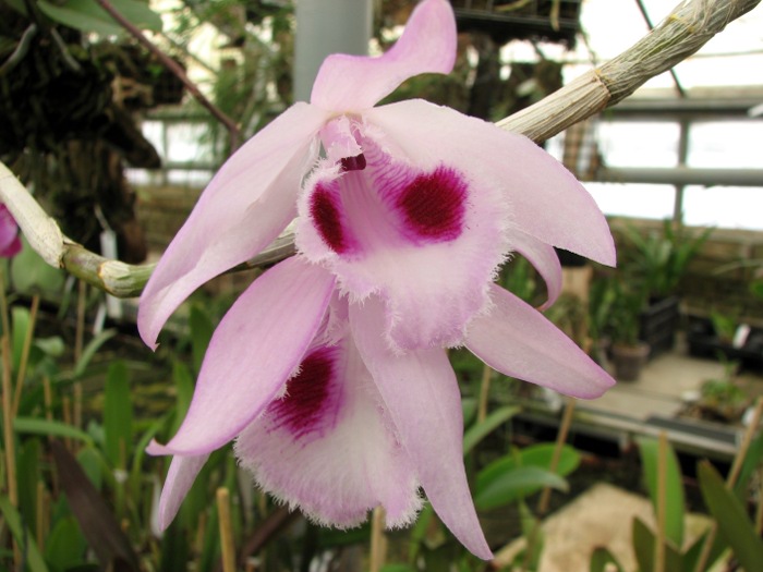 Dendrobium anosmum.JPG