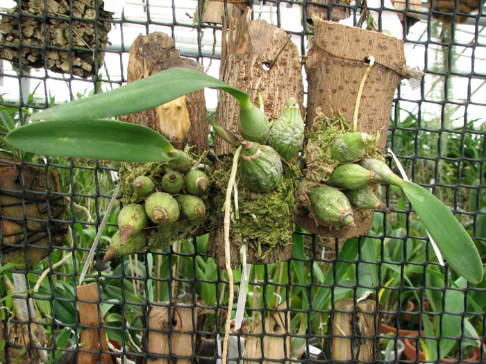 Laelia majale (sin. speciosa).JPG
