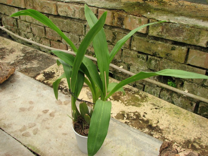 Zygopetalum hybrid 'Green'.JPG
