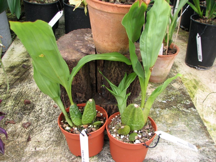 Lycaste Fire Bird.JPG