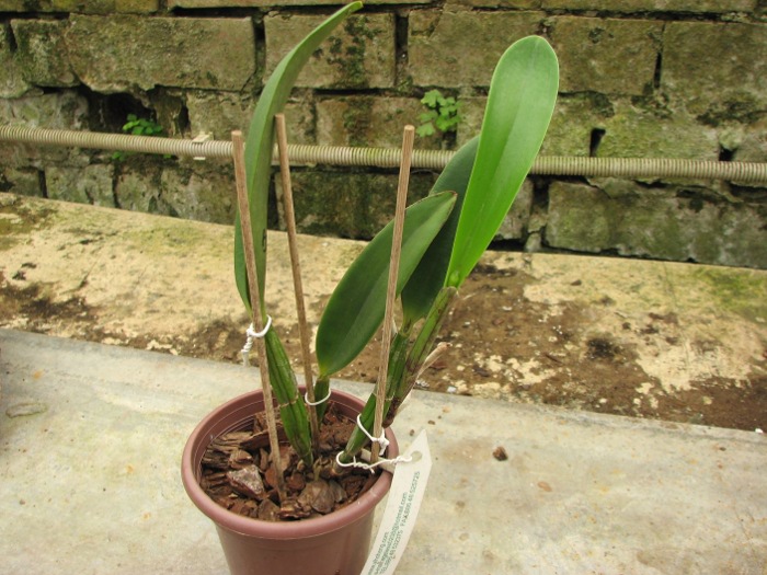 Brassocattleya Cynthia (Brassavola digbyana x Cattleya walkeriana).JPG
