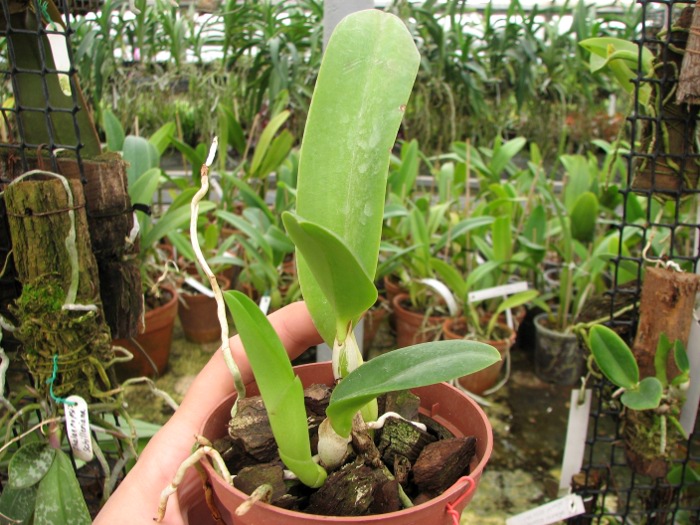 Laeliocattleya Gaskell - Pumila 'Azure Star'.JPG