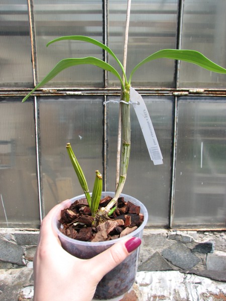 Dendrobium spectabile x SELF.JPG