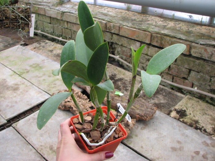 Cattleya Green Emerald 'Orchid Queen' (Cattleya Elizabeth Mahon x Cattleya Thospol Spot).JPG
