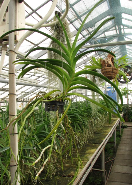 Vanda Sumon Spot x Ascocenda Pahirot x Ascocenda Kutlana Brown.JPG