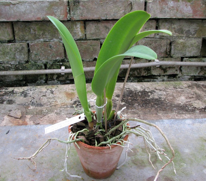 Potinara Hsinying Pink Doll 'Hsinying' (Brassocattleya Little Marmaid x Potinara Li Jiuan Dancer).JPG