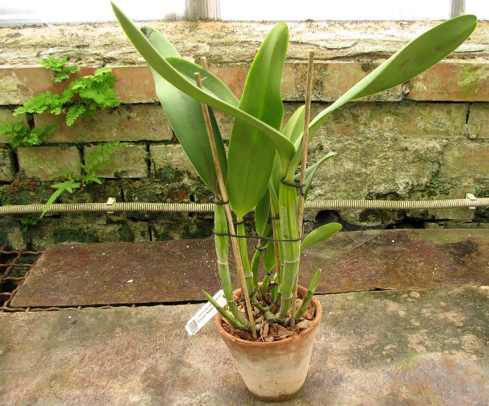 Laeliocattleya Hsinying Pub 'Albo Sanguinea' (purpurata x Batagesi).JPG