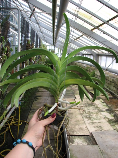 Vanda Pranermprai x Ascocenda Butterfly x Vanda Sankhamphaeng.JPG
