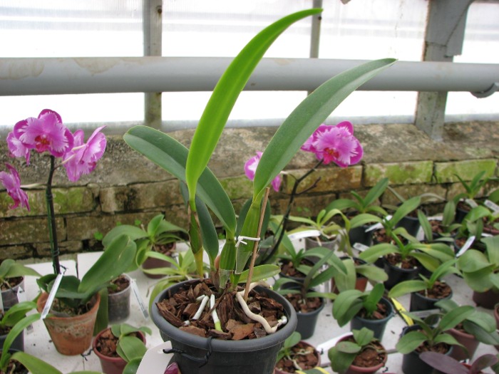 Rhyncholaeliocattleya Floralia's Storm.JPG