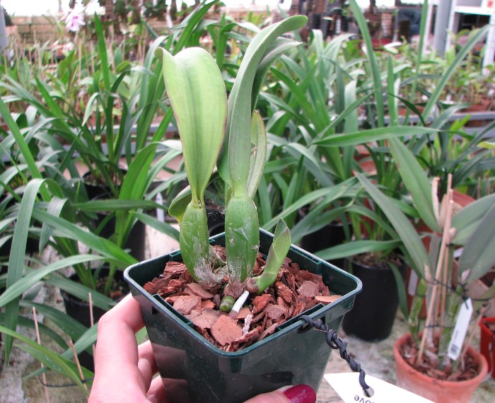 Potinara Angel Kiss 'No.5' (Blc. Love Sound x S. coccinea).JPG