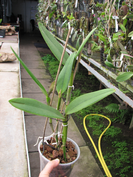 Brassavola glauca x Cattleya intermedia.jpg