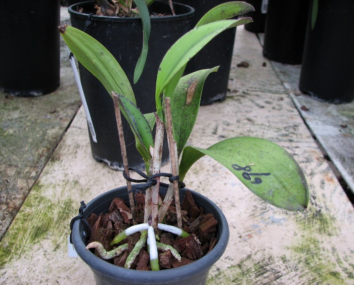 Cattleya Jungle Eyes 'ORCHIS'.JPG
