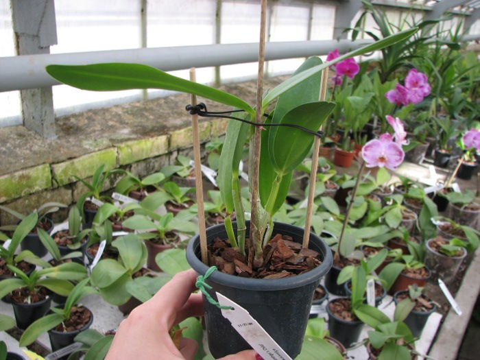 Cattleya Orchidom Brabant 'Flamingo's Child' x Cattleya Caudebec 'Breckinridge'.JPG